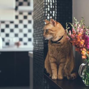 Cat-image